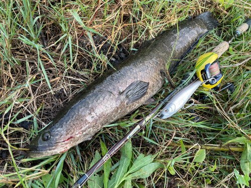 ライギョの釣果