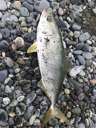 ワカシの釣果