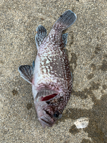 マゾイの釣果