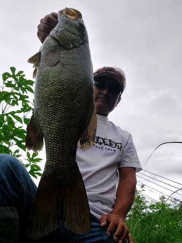 スモールマウスバスの釣果