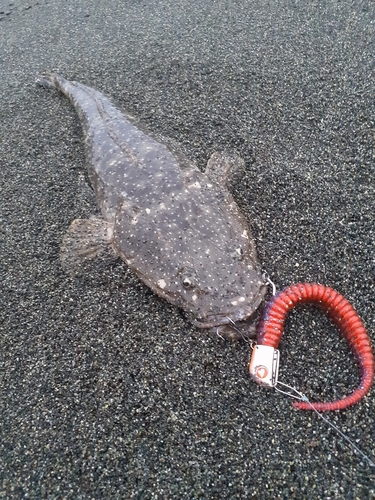 マゴチの釣果