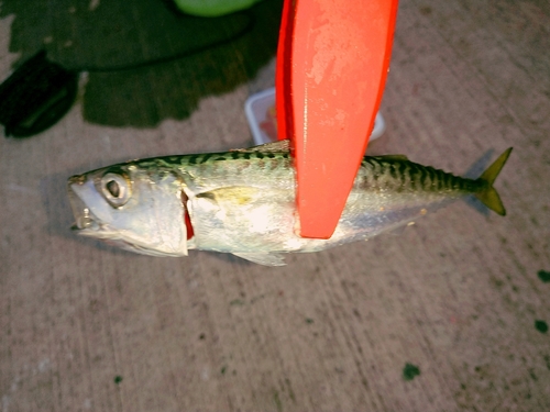 サバの釣果