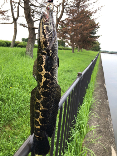 ライギョの釣果