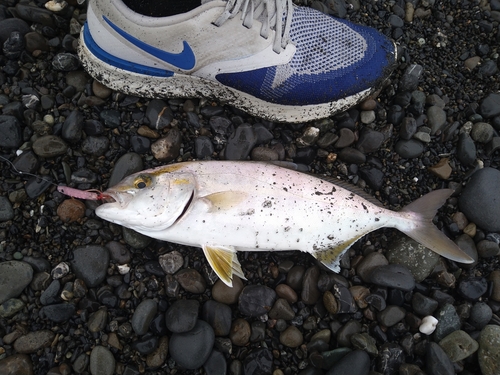 ショゴの釣果