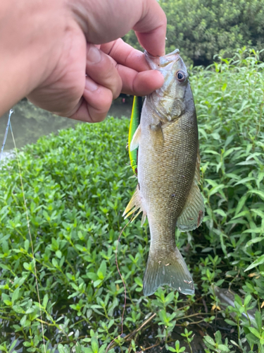 スモールマウスバスの釣果