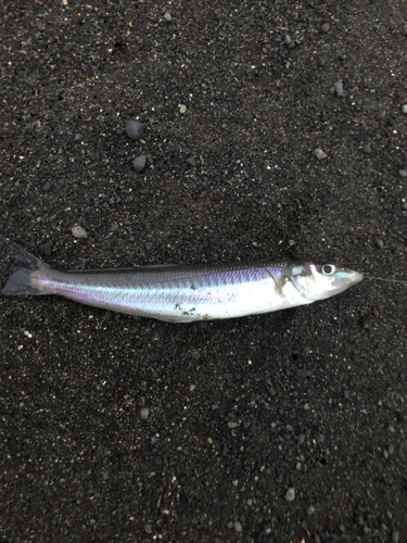 キスの釣果