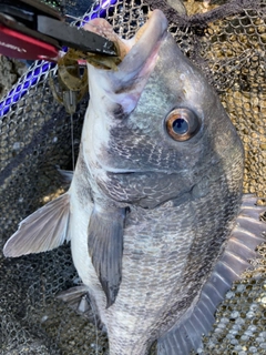 チヌの釣果