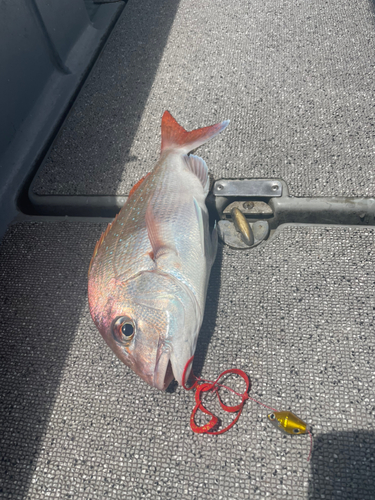 マダイの釣果