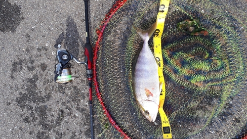 ショゴの釣果