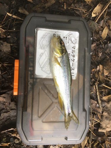 カワムツの釣果