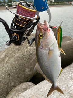 ショゴの釣果