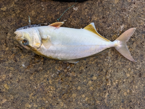 ショゴの釣果