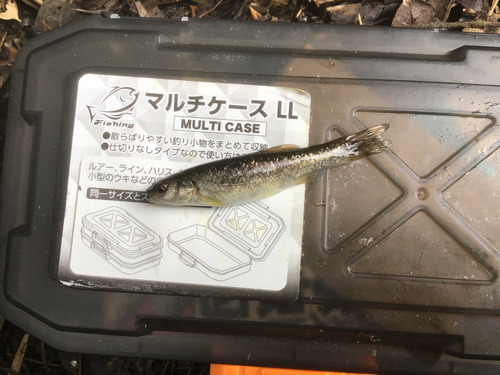 タカハヤの釣果