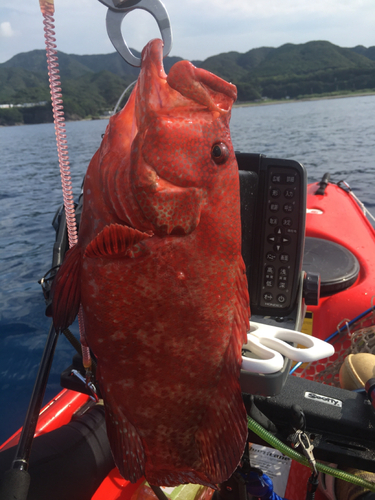 アザハタの釣果