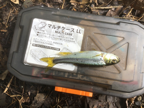 カワムツの釣果