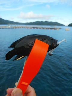 ホウセキハタの釣果