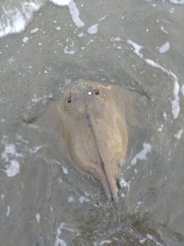 アカエイの釣果