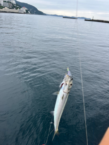 ウルメイワシの釣果