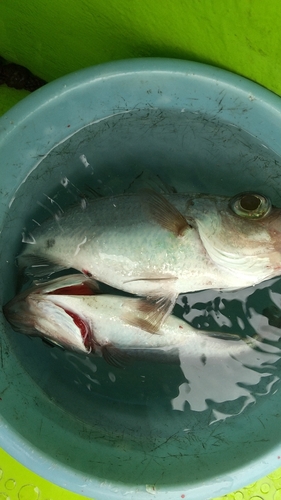 シロムツの釣果