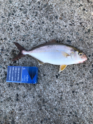 ショゴの釣果