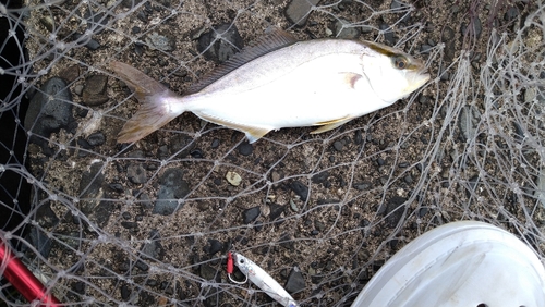 ショゴの釣果