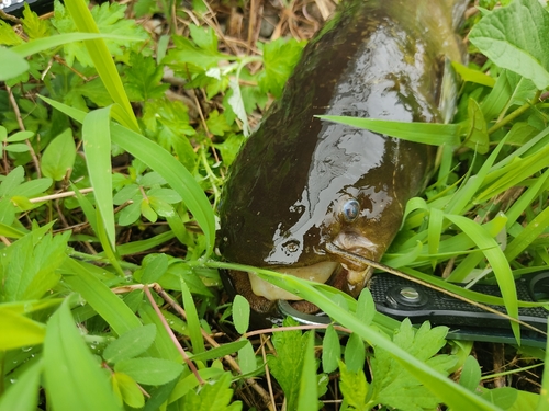 ナマズの釣果