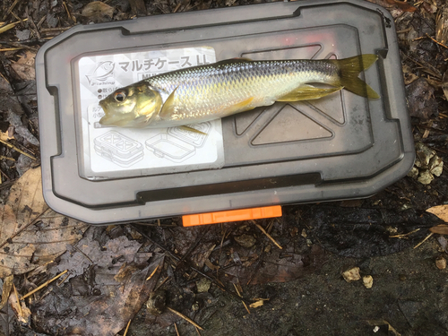 カワムツの釣果