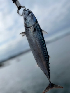 ソウダガツオの釣果