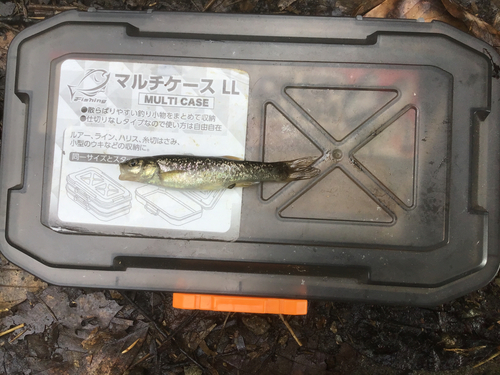 タカハヤの釣果