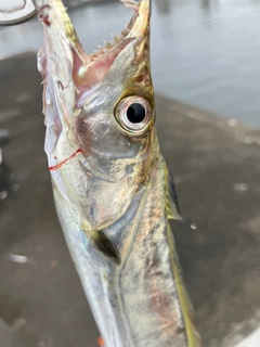 タチウオの釣果