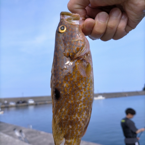 キジハタの釣果