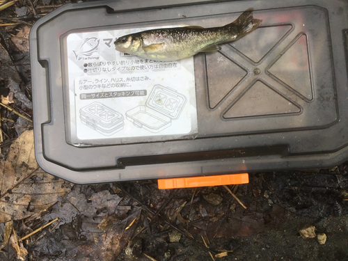 タカハヤの釣果