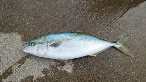 ショッコの釣果