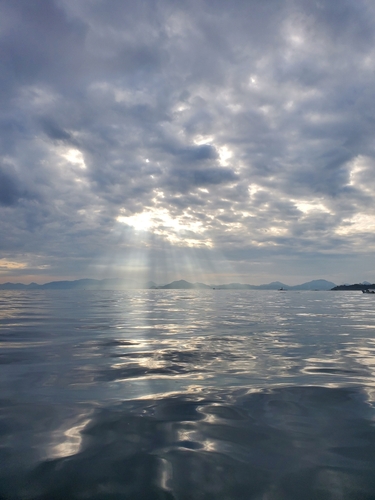 タイの釣果