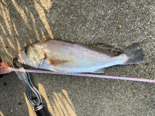 イシモチの釣果