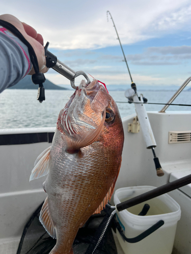 マダイの釣果