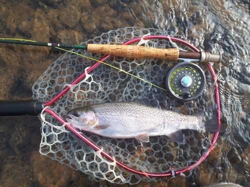 ニジマスの釣果