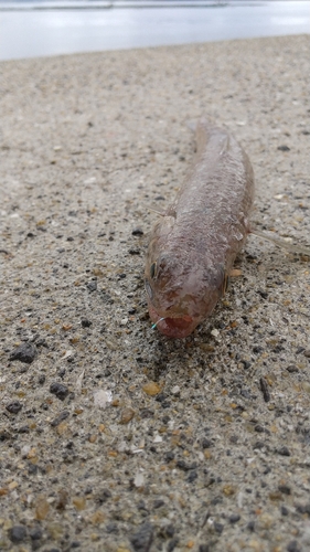 エソの釣果