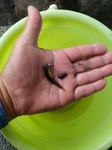 マハゼの釣果