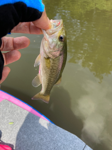 ラージマウスバスの釣果