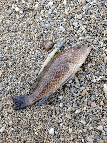 オオモンハタの釣果