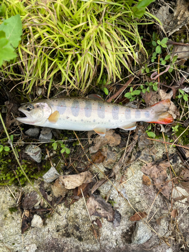 アマゴの釣果