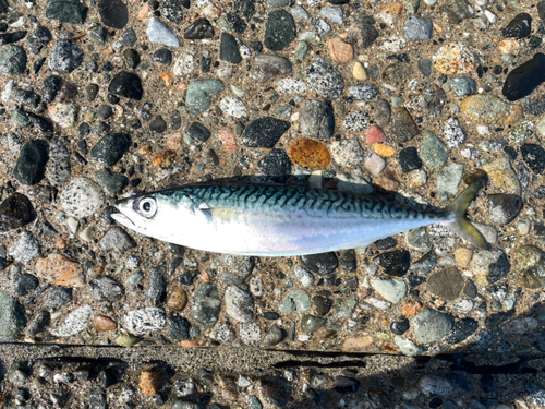 サバの釣果