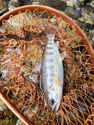 アマゴの釣果