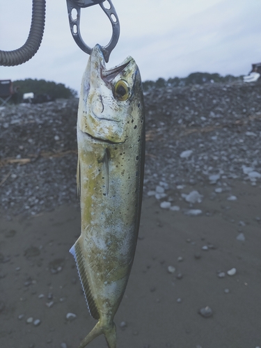 シイラの釣果