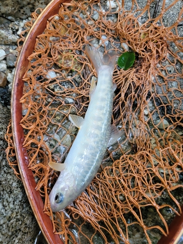 イワナの釣果