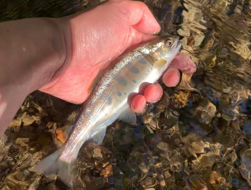 ヤマメの釣果