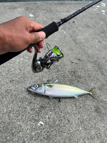 サバの釣果