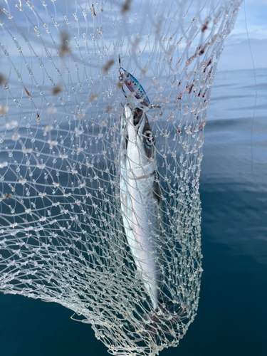 サバの釣果