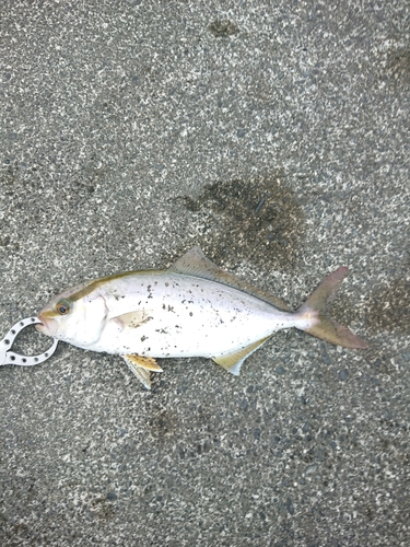 ショゴの釣果